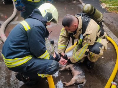 Врятований собака