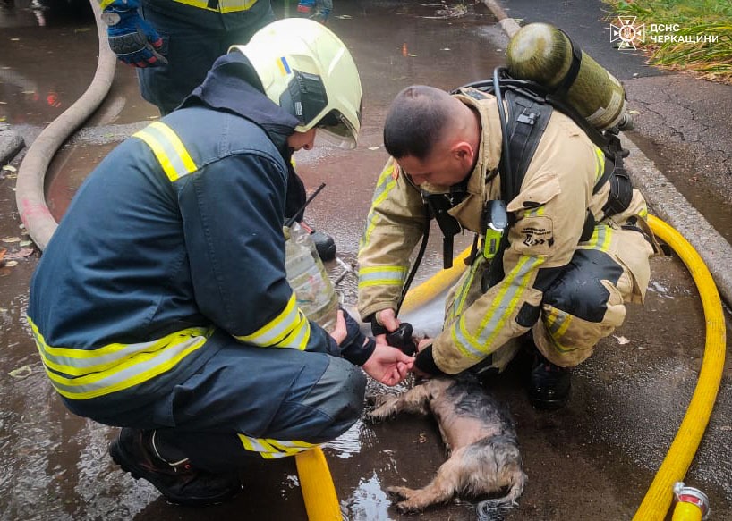 Врятований собака