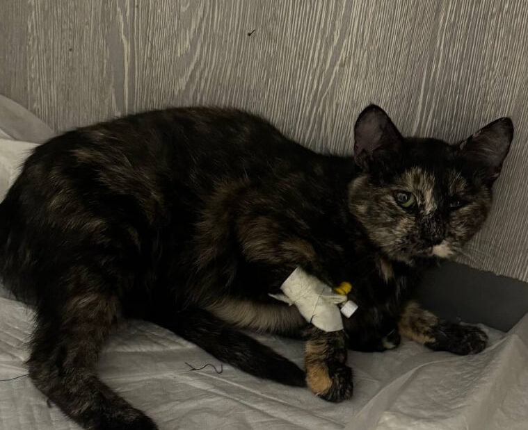 Поранена кішка зі Сміли