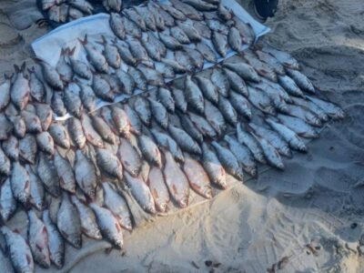 незаконно виловлена риба