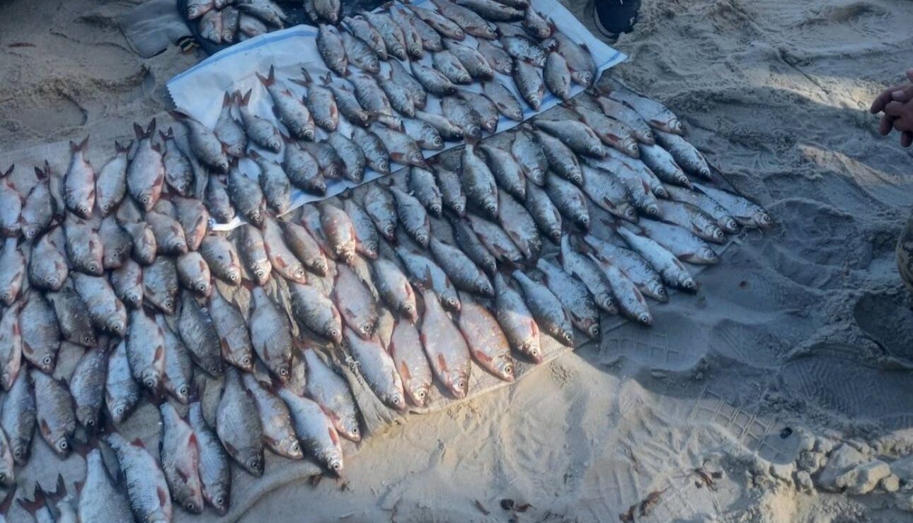 незаконно виловлена риба