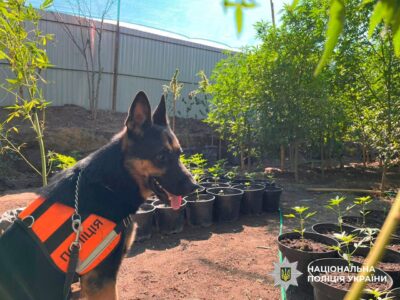 собака поліцейських