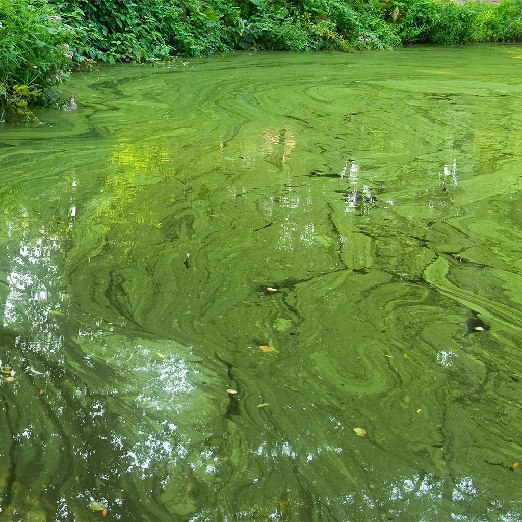 Зелена вода