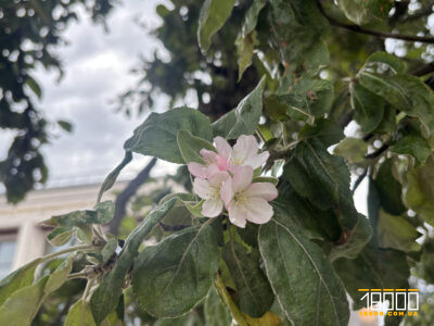 Цвіт яблуні