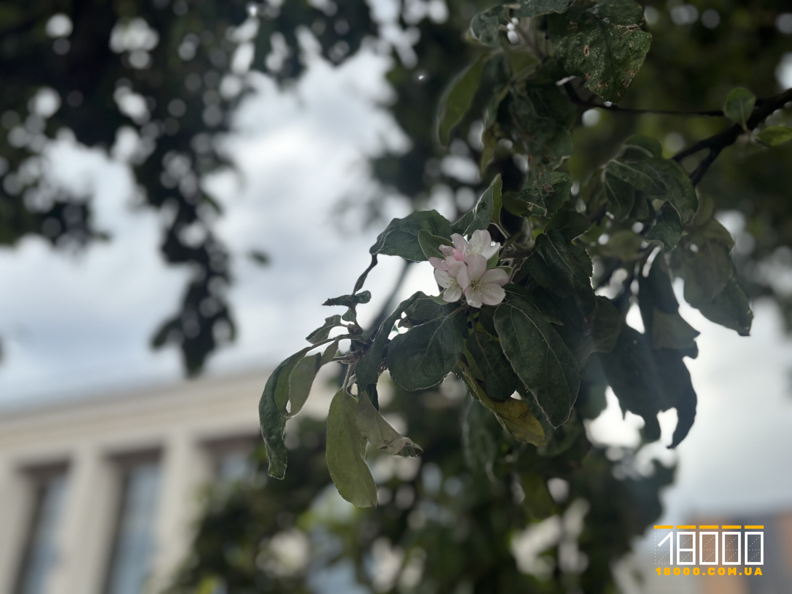 Яблуня біля драмтеатру