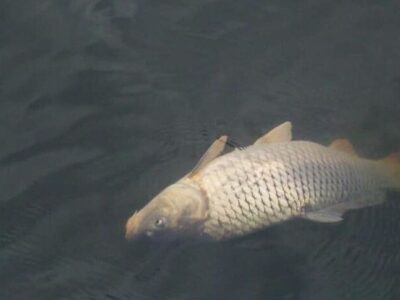 мертва риба у воді