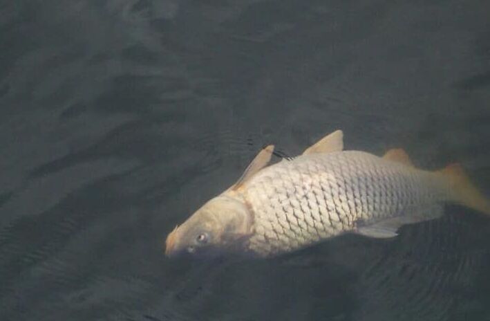 мертва риба у воді