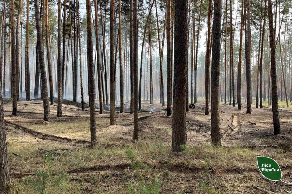пошкоджений внаслідок ракетної атаки ліс