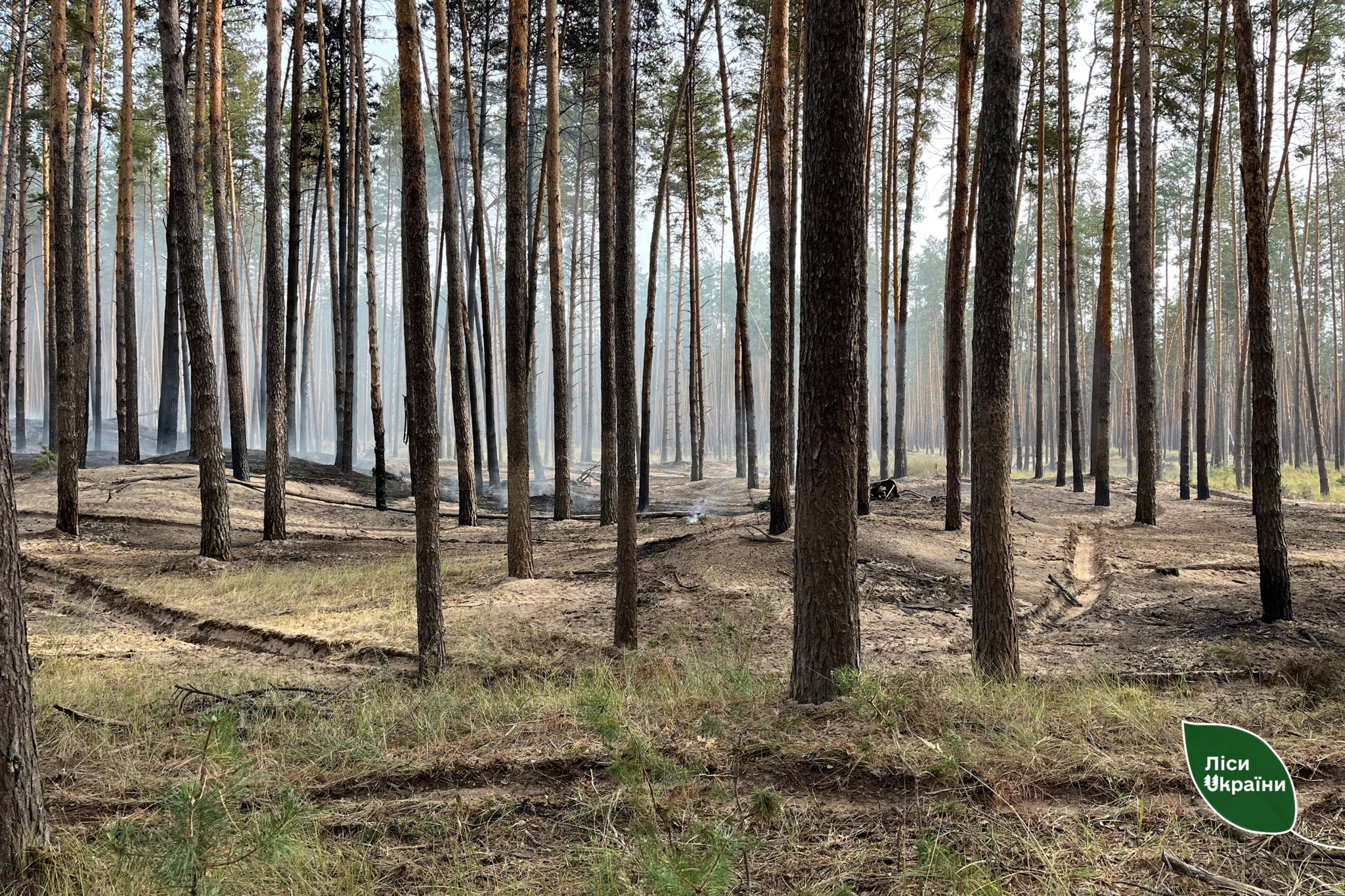 Землю лісового фонду Черкащини, яку приєднали до сільської території, повертають державі