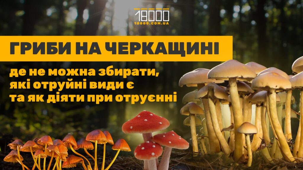 Текст про гриби на Черкащині