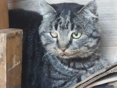 Кіт з Донеччини