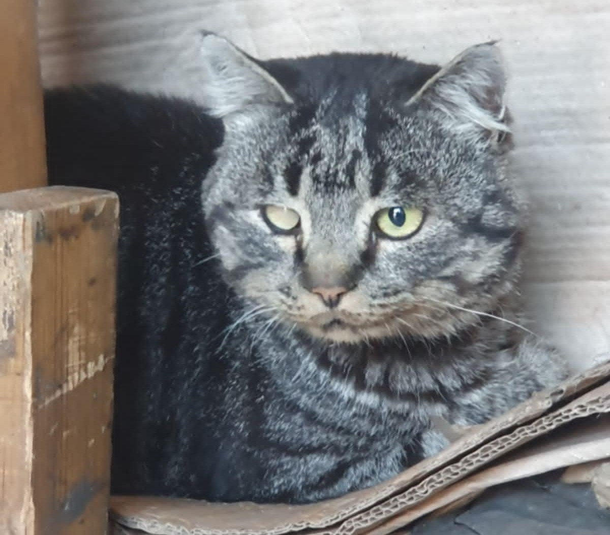 Кіт з Донеччини