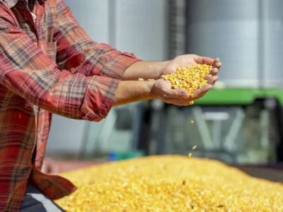 зерно кукурудзи