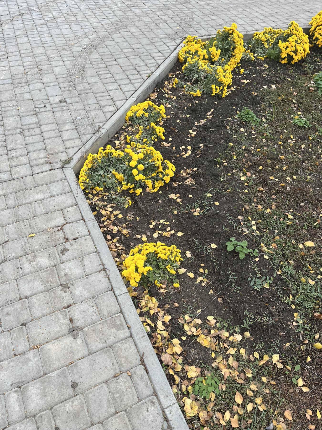 Пошкоджені квіти на Алеї Героїв у Тальному