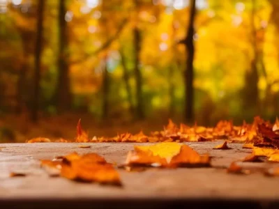 осінь, опале листя