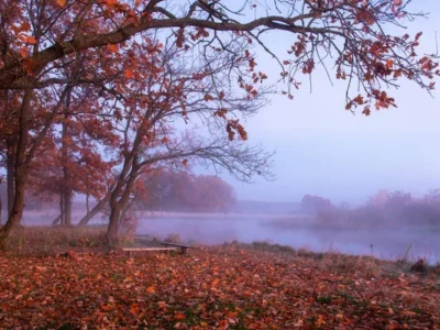 осінь, туман, погода, природа