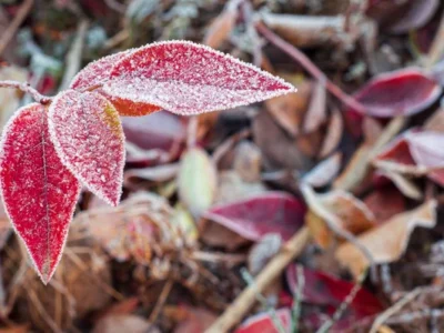 заморозки восени