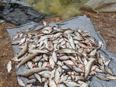 незаконно виловлена риба