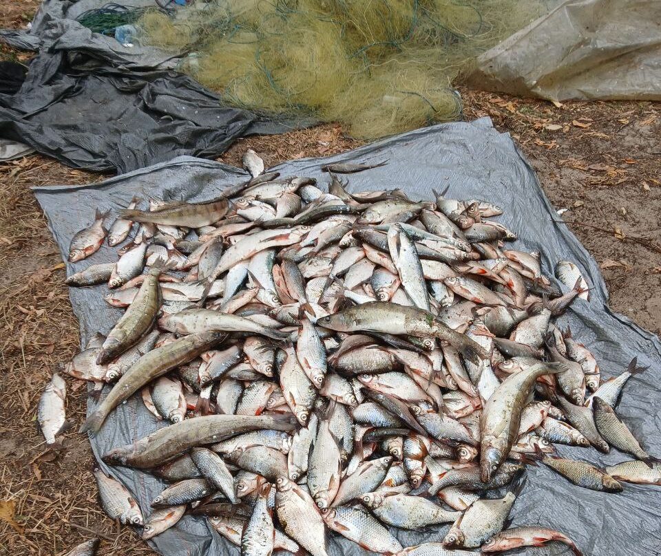 незаконно виловлена риба