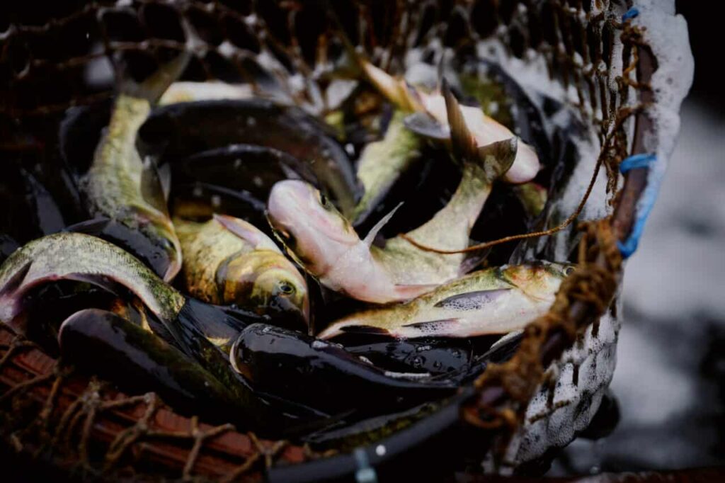 Мальки товстолоба