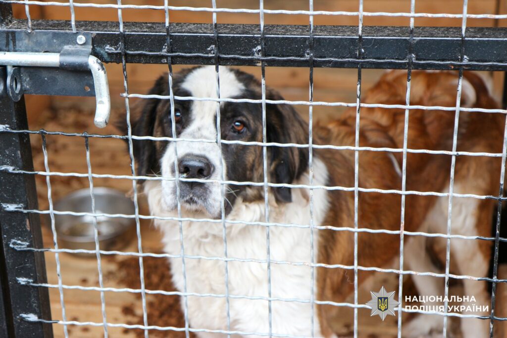 собака у вольєрі