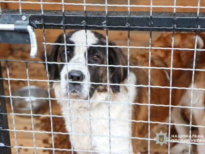 собака у вольєрі