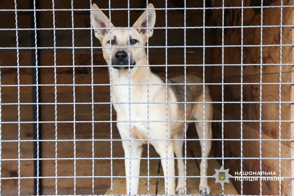 собака у вольєрі