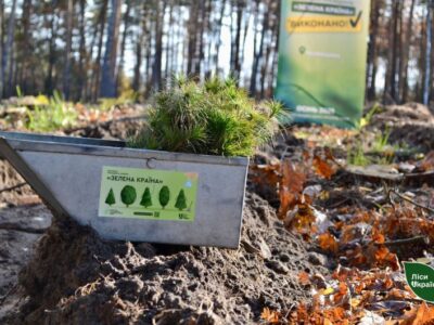 саджанці лісу