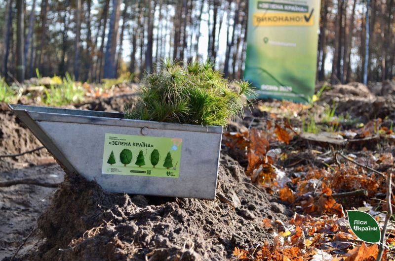 саджанці лісу