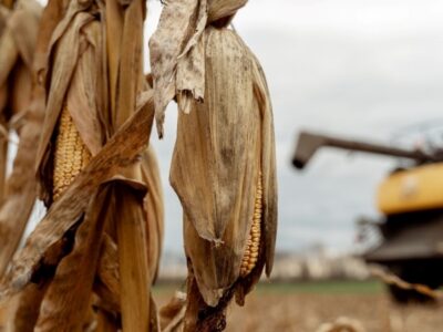 збір зернових на Черкащині