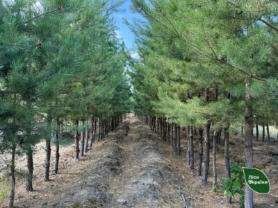 Молоді сосни ліс