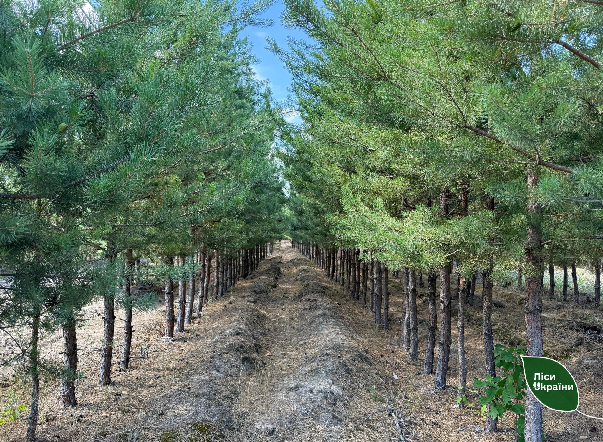 Молоді сосни ліс