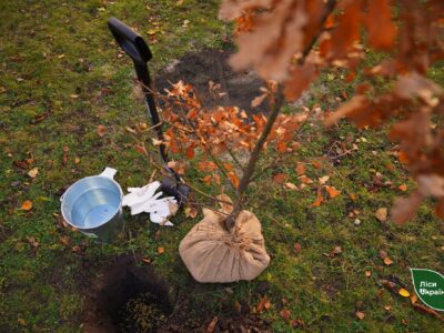 мільярдне дерево