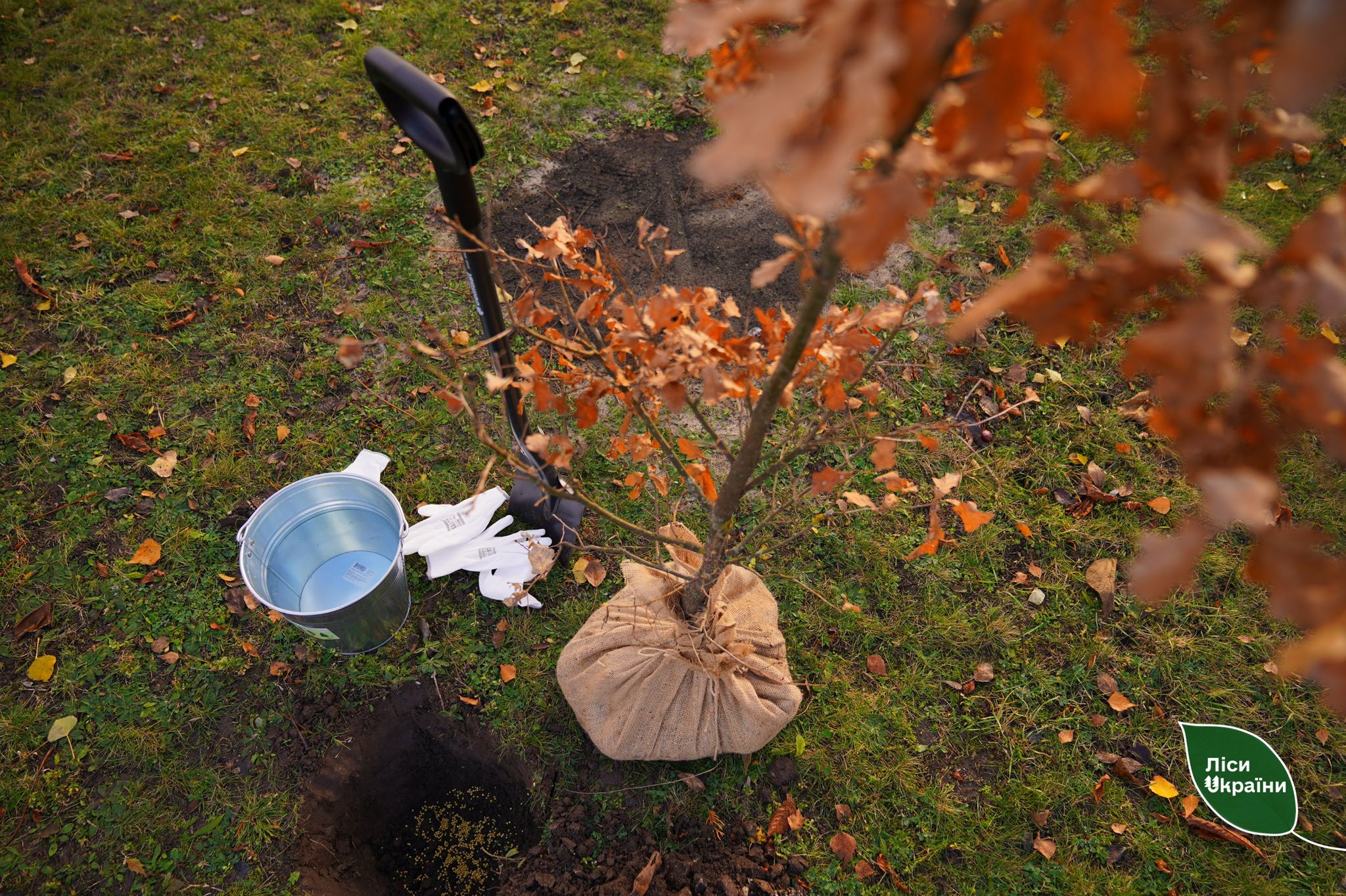 мільярдне дерево