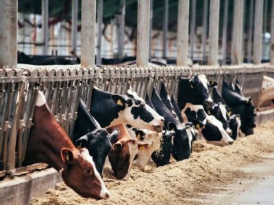 Молочна ферма