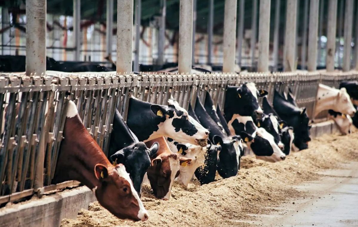 Молочна ферма