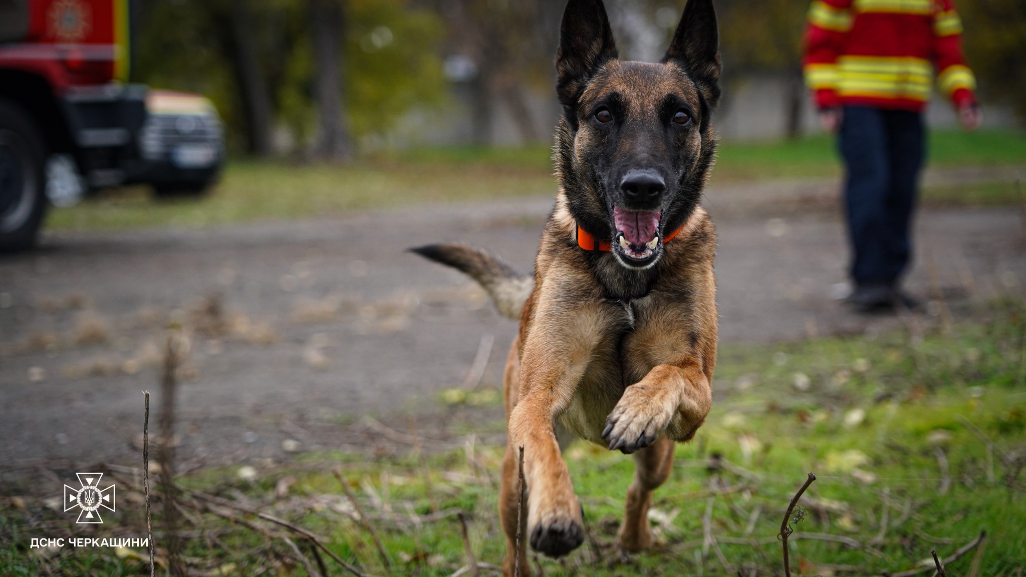 Пес із ДСНС