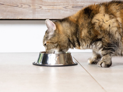 Вологий корм для котів