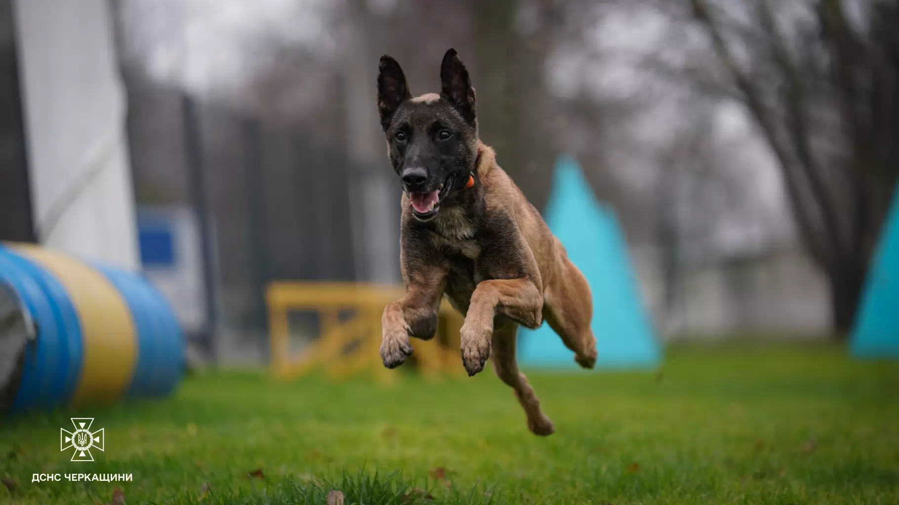 Вівчарка Блерт