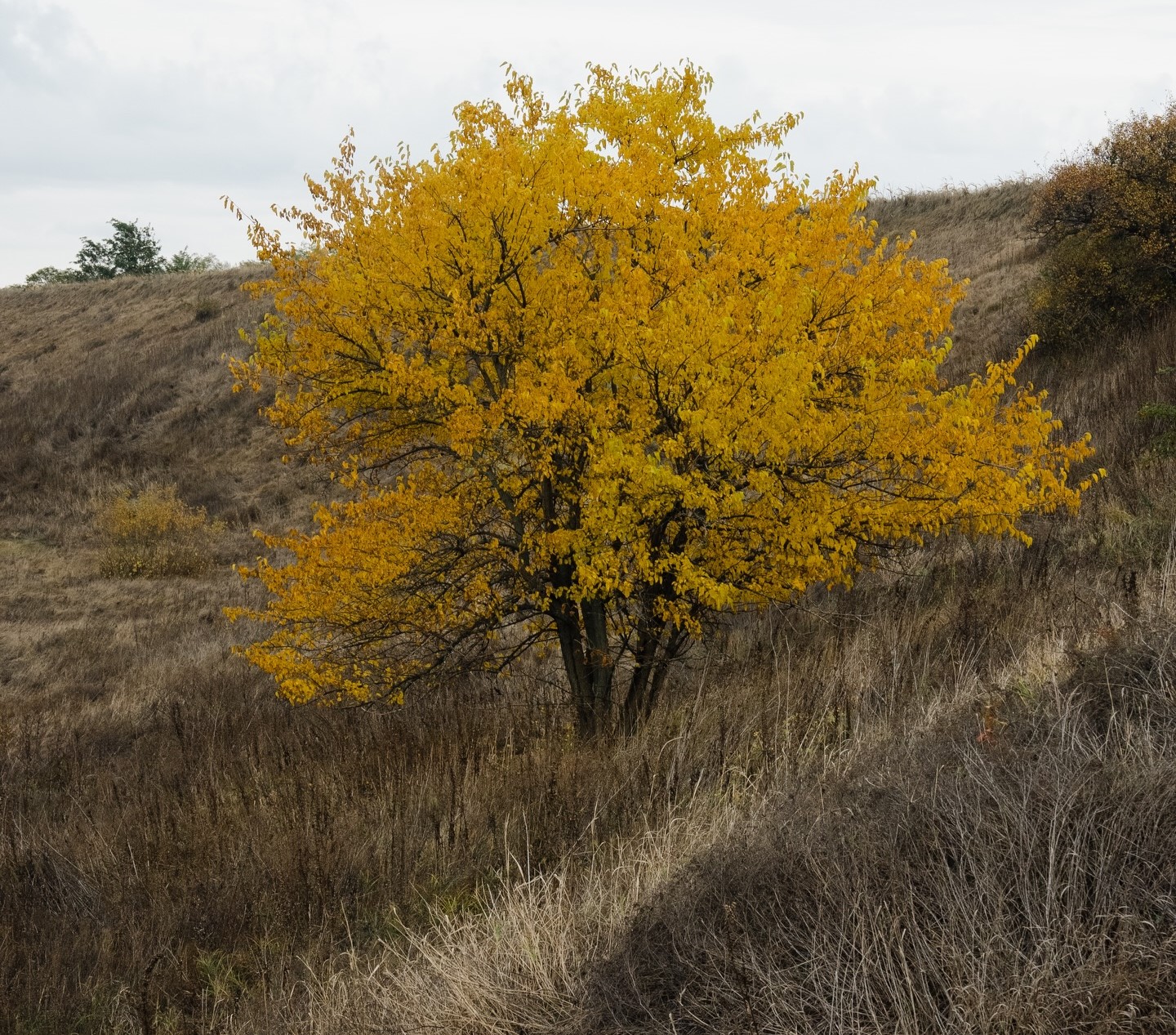 Холодний Яр