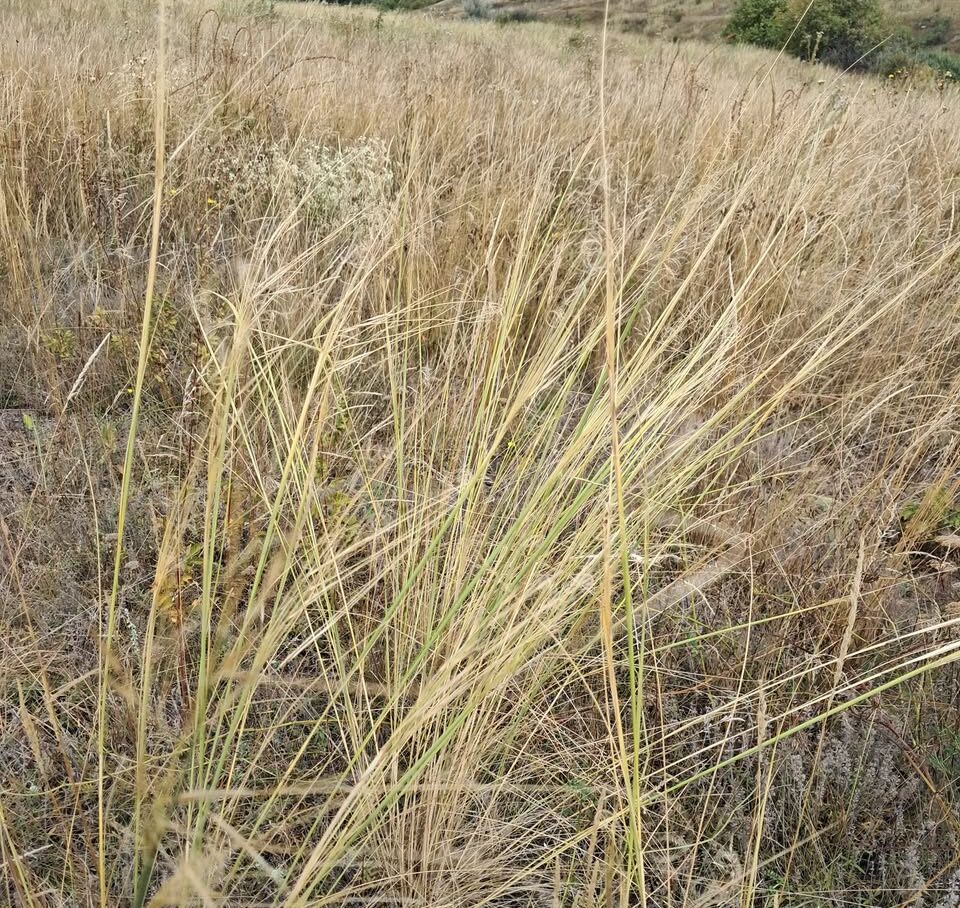 У Золотоніській громаді створять нову ботанічну пам’ятку природи (ФОТО)