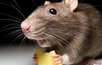 Криса. Лептороспіроз