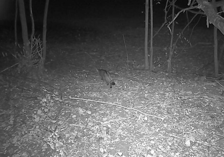 лісовий кіт