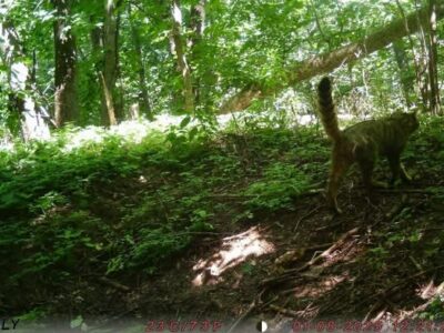 лісовий кіт