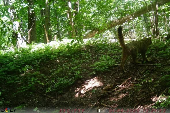 лісовий кіт