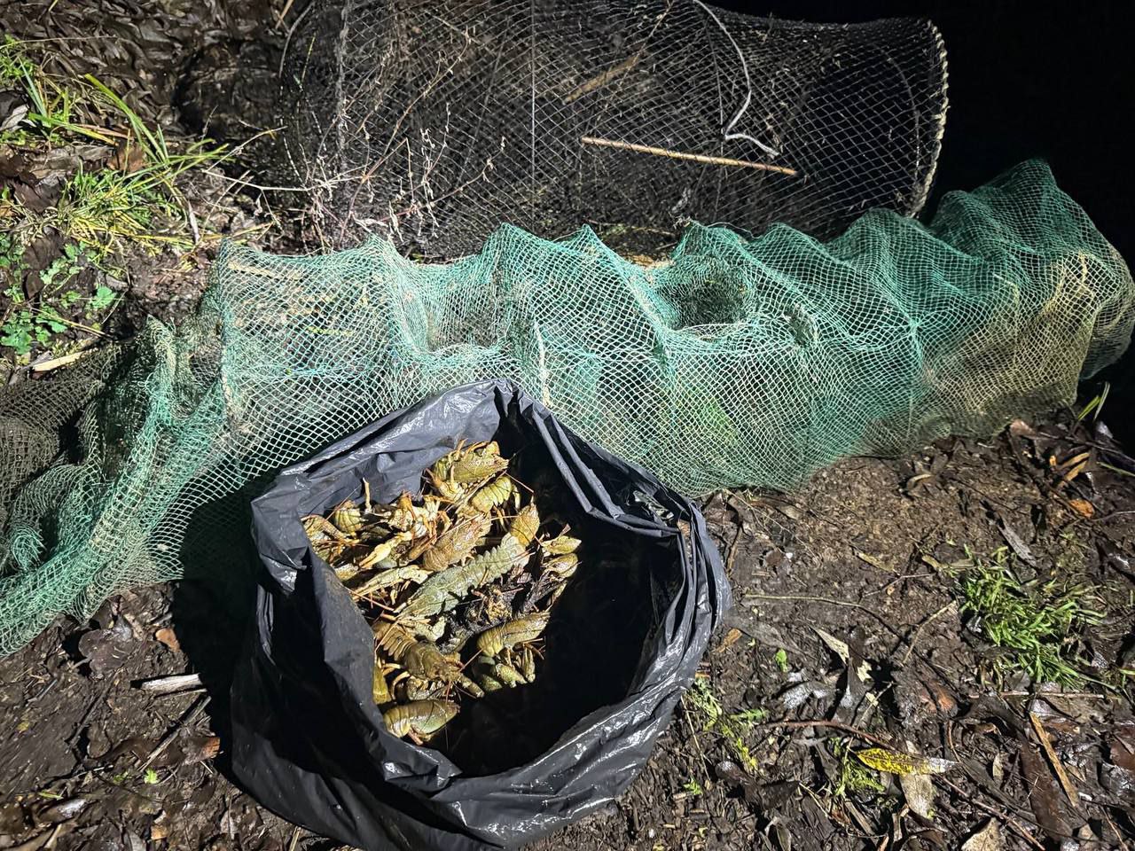 виловлені раки