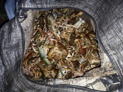 вилов раків