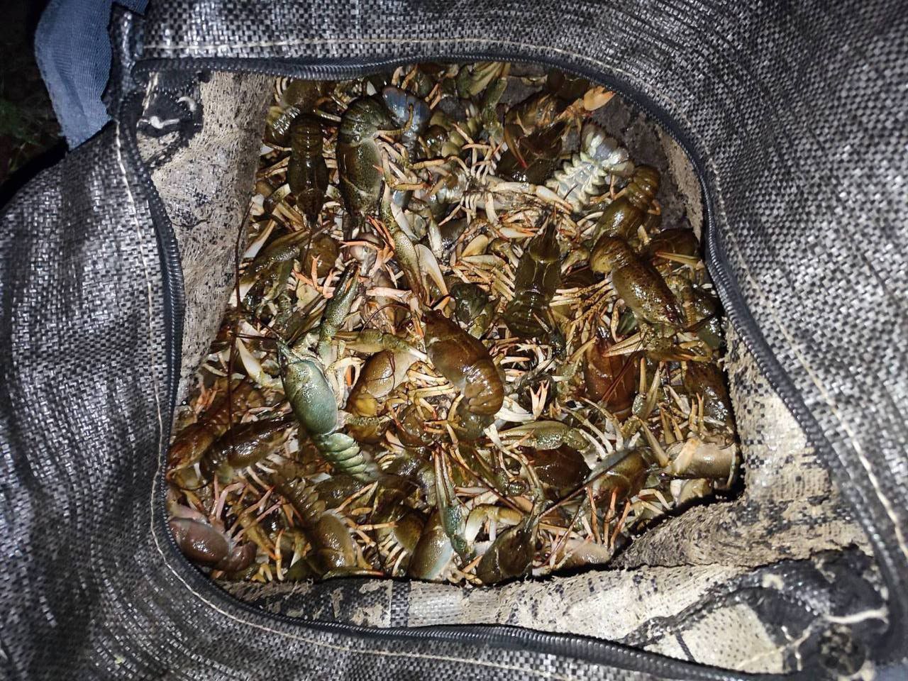 вилов раків