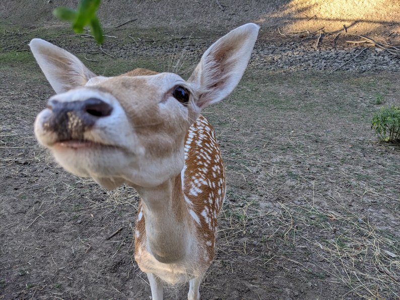 Олень у Софіїівці