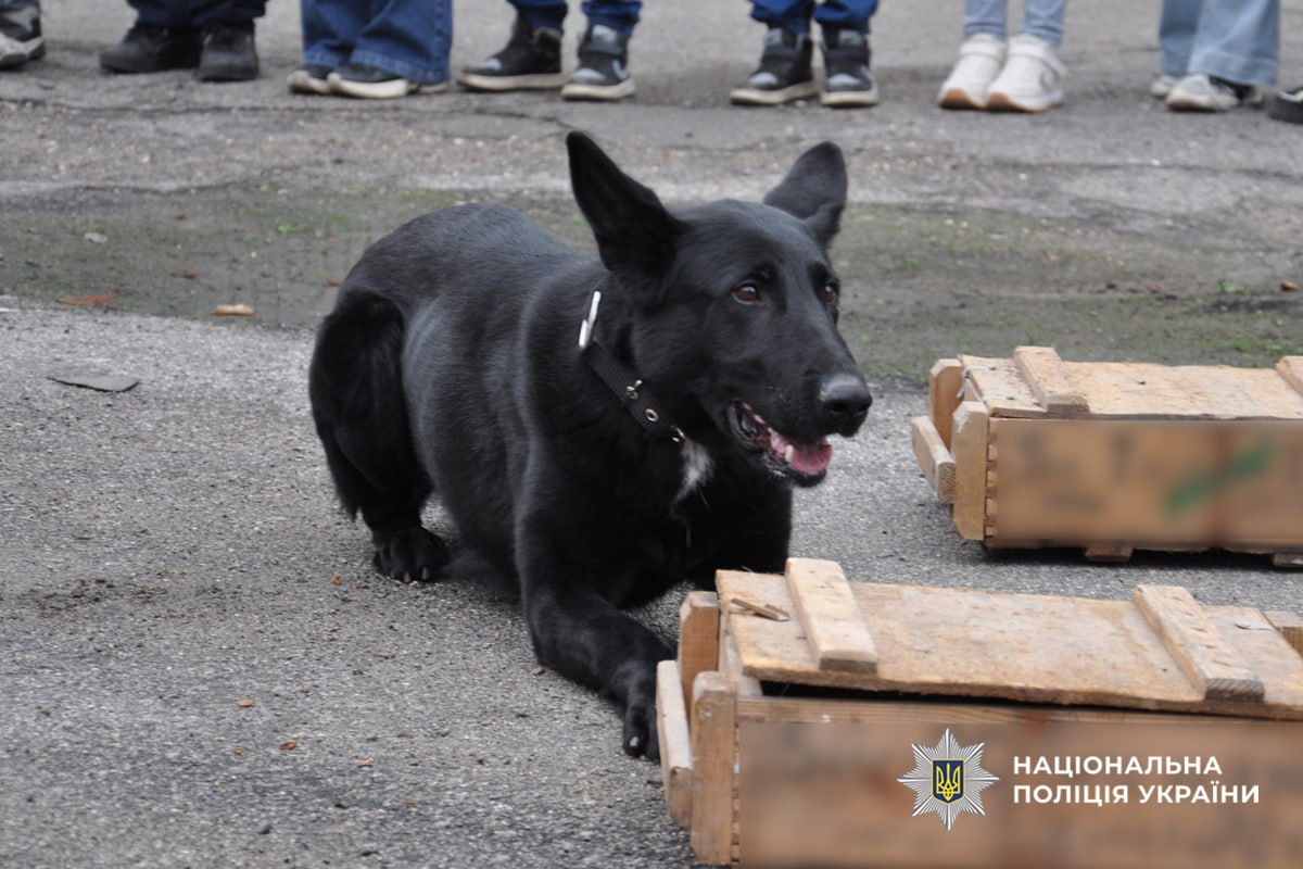 Пес кінолога